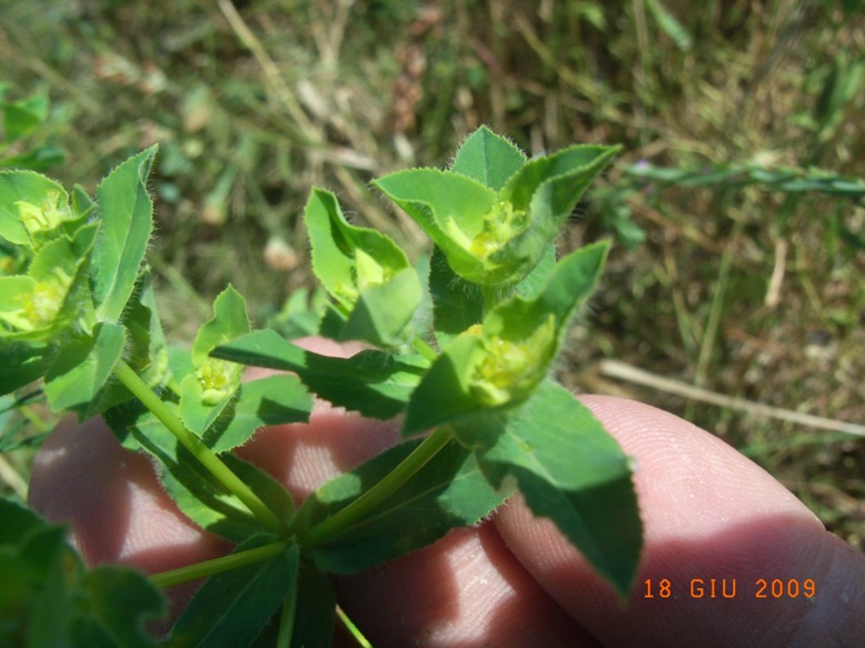 suolo salso - Euphorbia platyphyllos